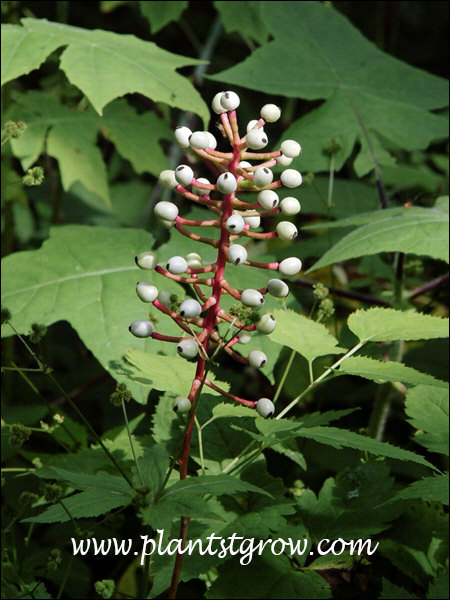 White Baneberry (Actaea pachypoda)
It is easy to see where the common name "Doll Eye's" originates from. The black spot is the stigma scar. (July 21)